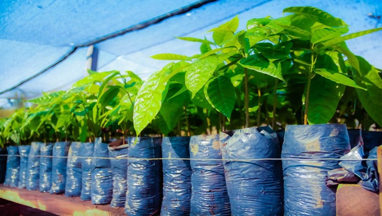 CACAUICULTURA: Emater distribui mudas para incentivar indígenas à produção de cacau