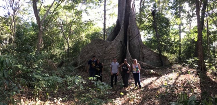 CEREJEIRAS: Figueira enorme localizada na Linha 2 encanta moradores e turistas