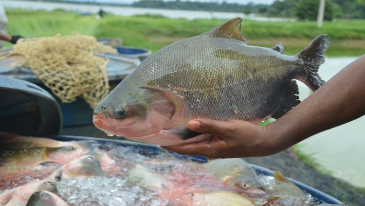 FESTIVAL DO TAMBAQUI: Bandas de peixe já foram entregues em Rondônia e 26 capitais brasileiras