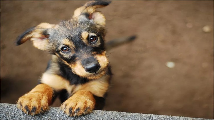 ANTIRRÁBICA: Porto Velho disponibilizará 72 pontos de vacinação para cães e gatos