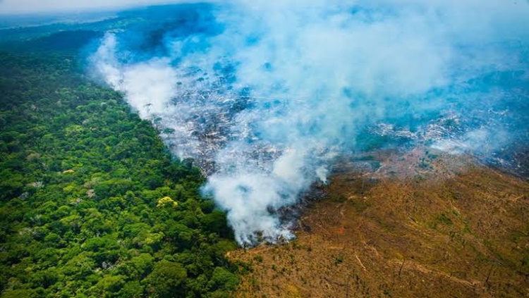 DEVASTAÇÃO: Brasil procura investimento bilionário para conter desmatamento na Amazônia