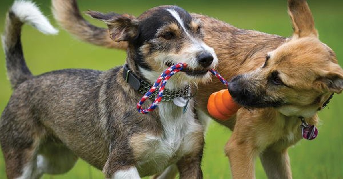 ESPAÇO ALTERNATIVO: 1º Encontro de Cães e Criadores de Rondônia acontece neste final de semana