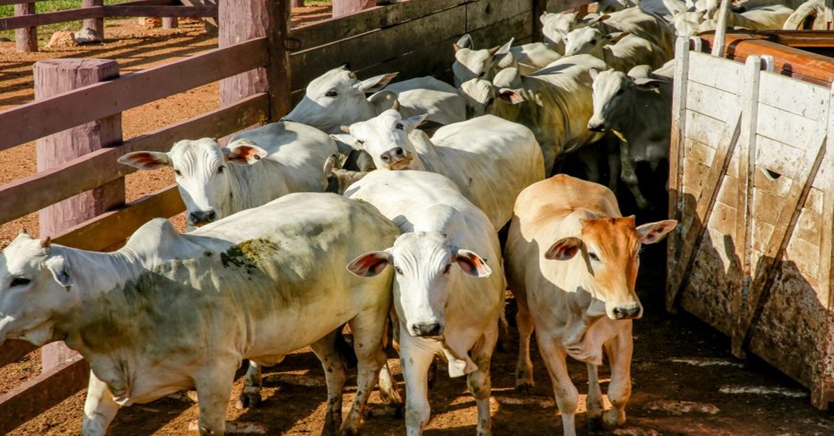 PRAZO ACABANDO: Pecuaristas de RO têm até dia 30 de novembro para apresentar declaração do rebanho