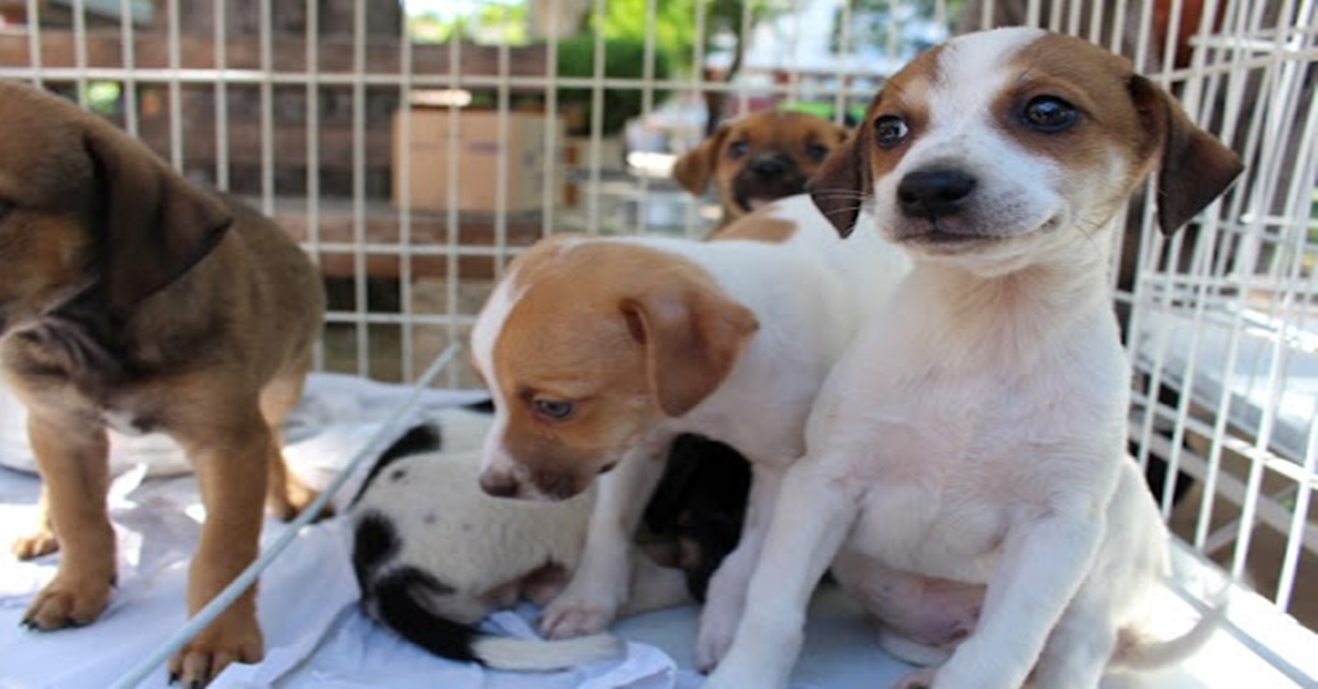 PORTO VELHO: Feira para adoção de cães e gatos acontece no sábado (11)