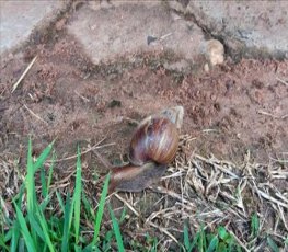 Infestação de caramujos africanos preocupa moradores 