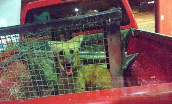 Bombeiros capturam Lobo-Guará em quintal