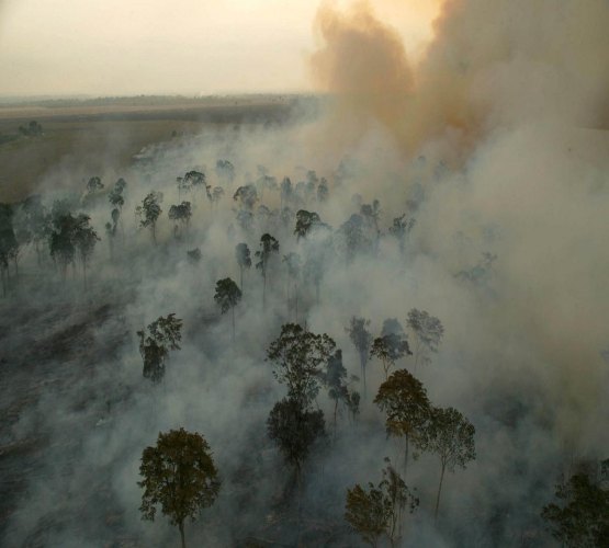 Vida selvagem teve redução de 58% nos últimos 40 anos, aponta relatório