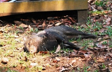 PARQUE ECOLÓGICO - Mesmo após interdição do Ibama visitação pública continua; porco-do-mato agoniza em jaula – Confira vídeo