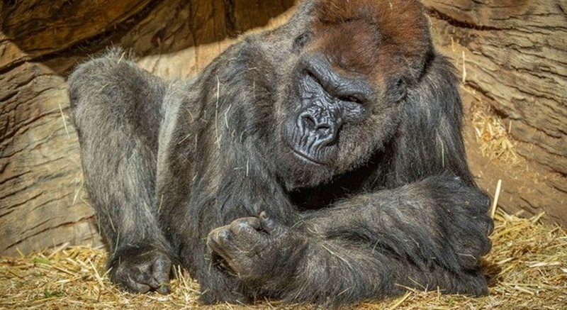 Gorilas do zoológico de San Diego testam positivo para covid-19