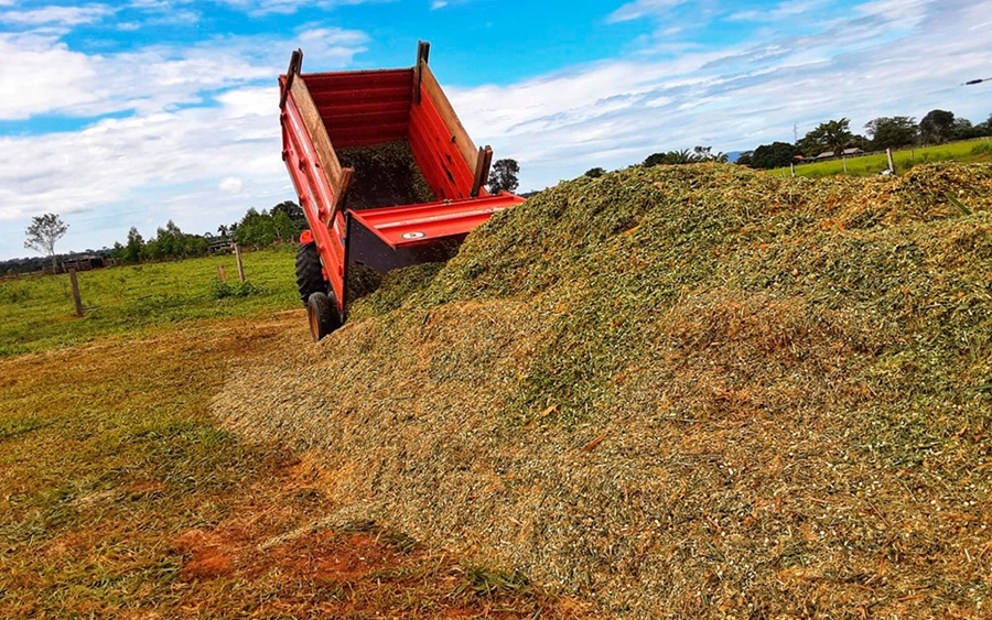 REBANHO: Produtores de leite da BR-429 adotam a silagem de capiaçu