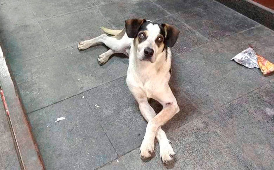 CRUELDADE: Cachorro é morto a pauladas em mercado e segurança é suspeito