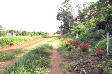 Antigo lixão agora se torna novo parque municipal da cidade