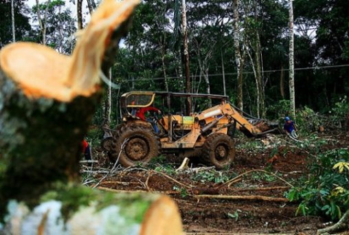 Pecuarista é condenado a reflorestar área destruída