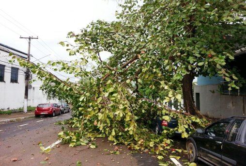  Temporal derruba galhos de arvore em carro na área central