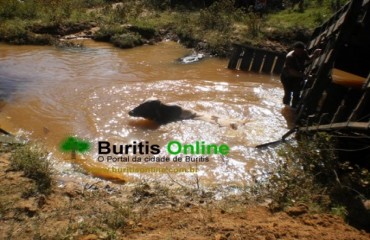 BURITIS - Caminhão Boiadeiro carregado cai em igarapé - Fotos