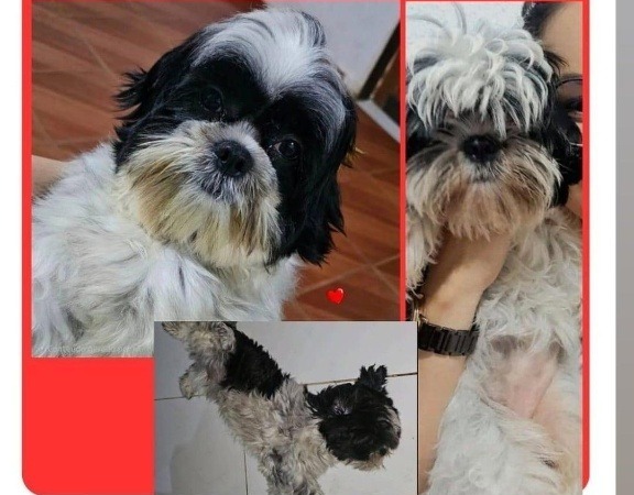 DESAPARECIDA: Família procura shih-tzu 'Scarlet' que sumiu na Zona Sul durante jogo do Brasil
