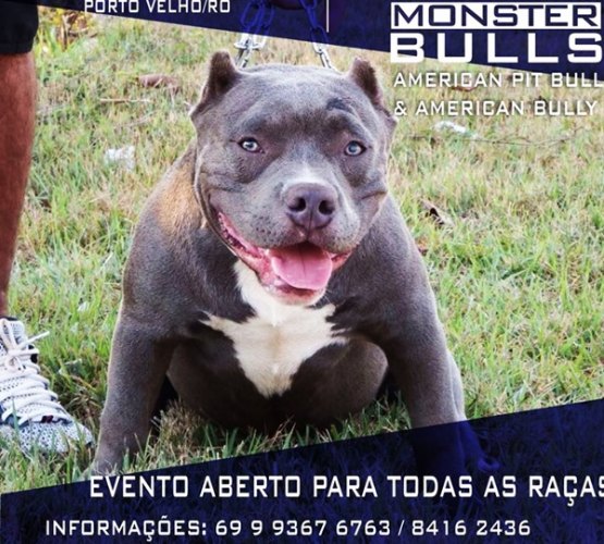 Primeiro encontro de Cães 'Rondônia Monster Bulls'