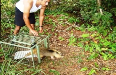 Centro de Reabilitação de Animais Silvestres realiza soltura