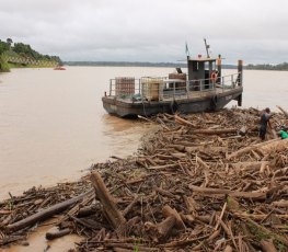 Cerca de 50 toneladas de troncos de árvores são retiradas por dia do porto público