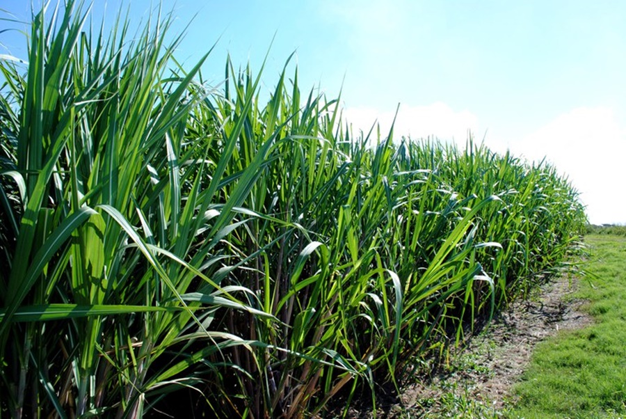 BIOCOMBUSTÍVEL: Taxa de importação do etanol volta a ser aplicada