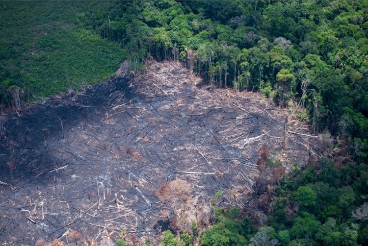 DEVASTAÇÃO: Desmatamento na Amazônia em setembro chega perto de 1000 km²