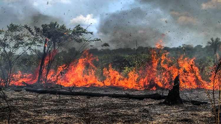 DEVASTAÇÃO: Número de multas pagas por crimes ambientais na Amazônia cai 93%