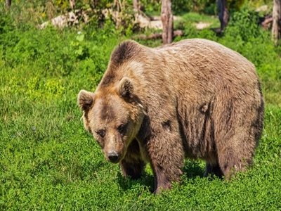 Ciclista é morto por urso em parque dos EUA