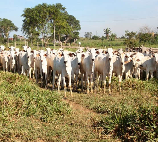 RONDÔNIA RURAL SHOW - Guia de Trânsito Animal será lançada nesta quinta