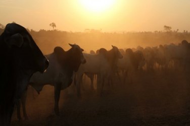 Prazo para vacinar rebanho e fazer a declaração sob pena de multa