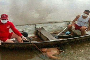 Cadáver é encontrado boiando no Rio Machado