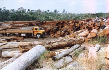 Desmatamento em Rondônia cresce no mês de março 