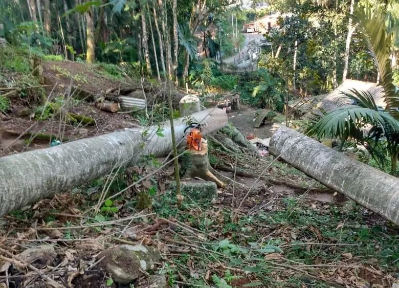 ESMAGADO: Mais um trabalhador morre atingido por árvore durante derrubada