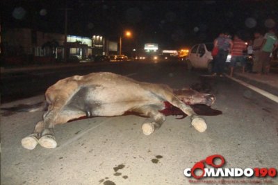 JI-PARANÁ - Animal na pista causa grave acidente