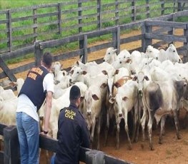 Polícia Civil apreende gado com origem ilícita 