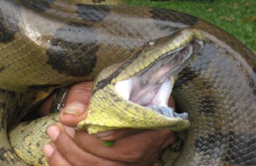 ANACONDA - Funcionários da Usina de Santo Antônio capturam Sucuri próximo a barragem - VÍDEO