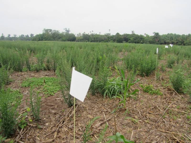 INTERIOR: Plantas daninhas ameaçam lavouras de grão e pesquisa tenta achar solução