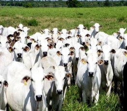 COLORADO: Cerca de 40 cabeças de gado são furtadas de fazenda