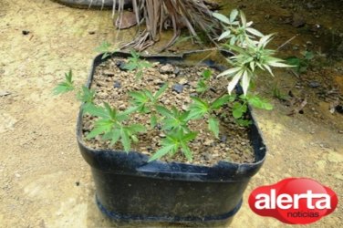 MACHADINHO – PC prende homem que cultivava  maconha em casa