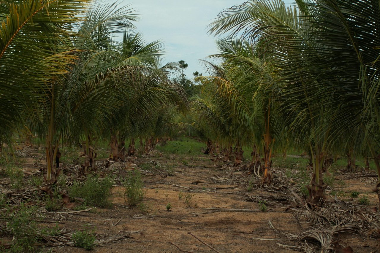 ASCENSÃO: Produção de cocadas no fundo de quintal vira agroindústria familiar