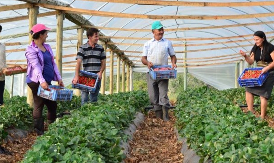 TAISSA SOUSA: Deputada indica ao Idep curso de fruticultura para agricultores de Rondônia