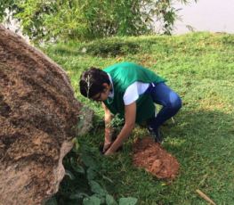 Mudas de árvores são plantadas na margem esquerda do Rio Machado 