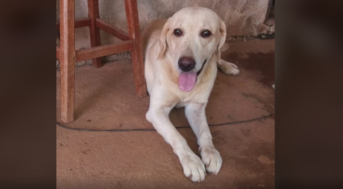 'NEVE' DE VOLTA: Cachorro que havia sumido é encontrado após reportagem do Rondoniaovivo