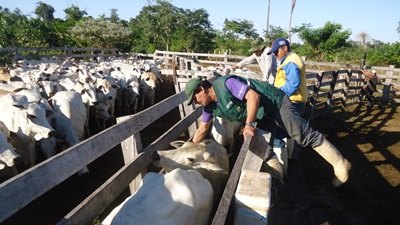 Mais de 30 mil cabeças de gado são imunizadas contra febre aftosa na Bolívia
