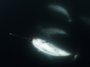 Fotógrafo brasileiro faz expedição ao Polo Norte e clica 'baleia-unicórnio'