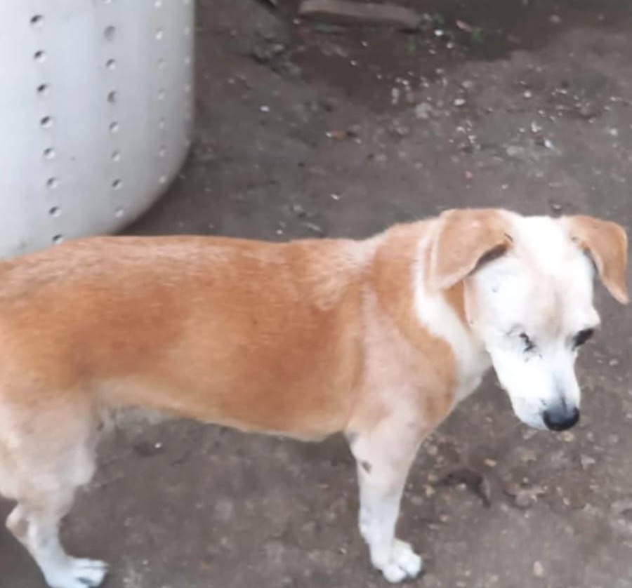 ‘PITU’: Tutora procura por cachorrinho desaparecido em PVH