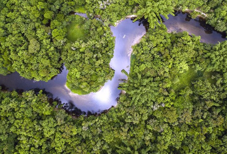 FUNDO CLIMA: BNDES libera R$ 80 milhões para reflorestar áreas na Amazônia e Mata Atlântica