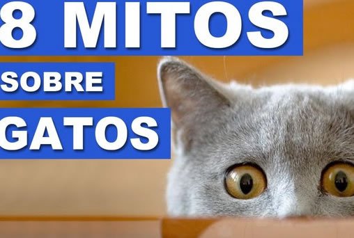 8 Mitos sobre gatos