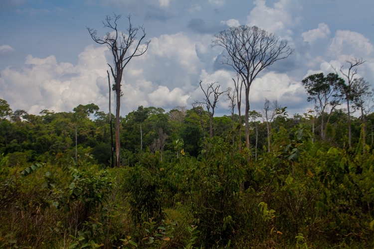  MEIO AMBIENTE: Lei estadual que trata de compensação de reserva legal é inconstitucional 