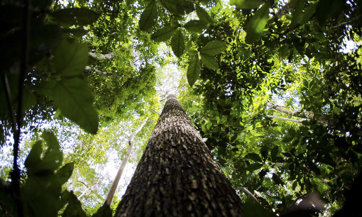 40 ANOS: Floresta Nacional de Humaitá deverá ser gerida por empresa privada