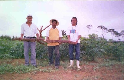 Variedades de mandioca são avaliadas pela Embrapa de Rondônia